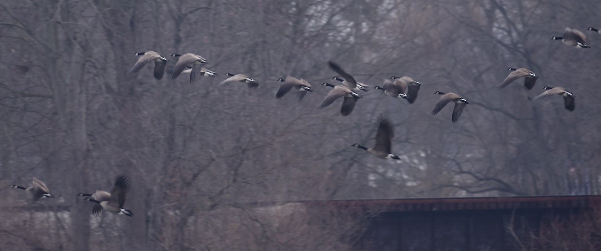 Oca canadese maggiore - ML648887715