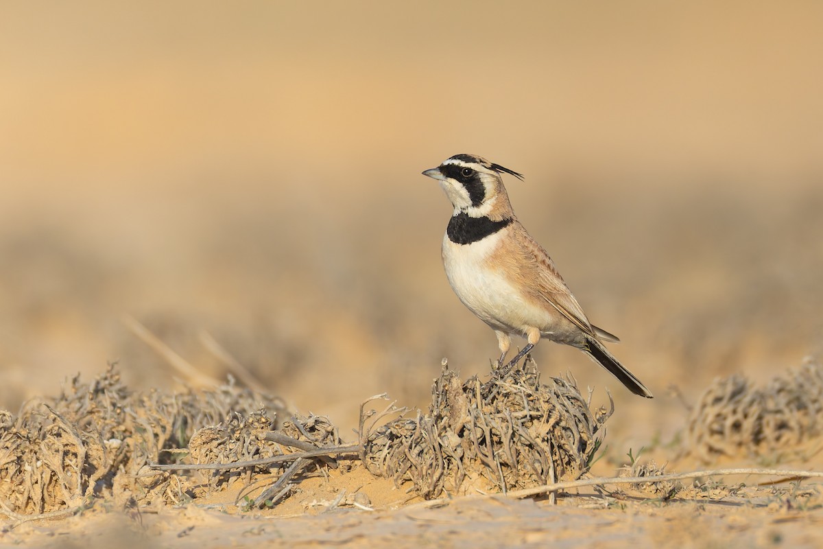 ウスイロハマヒバリ - ML648887805