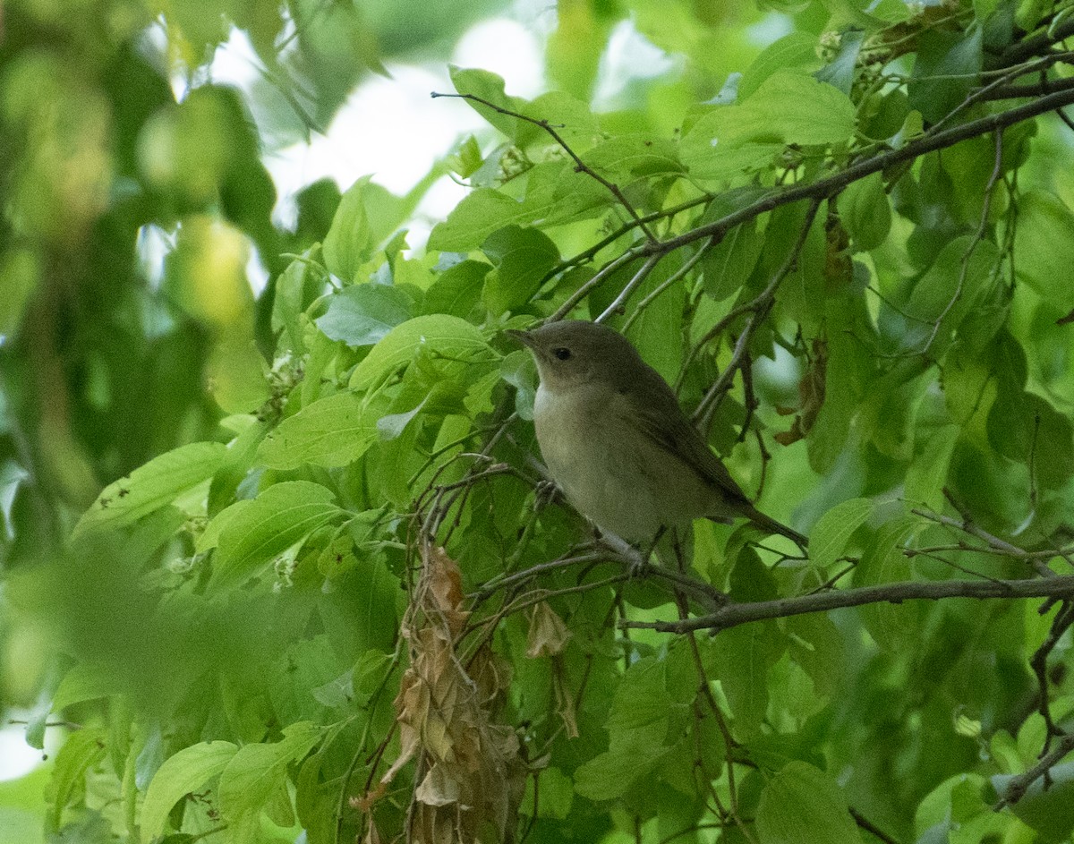 Fauvette des jardins - ML648887898