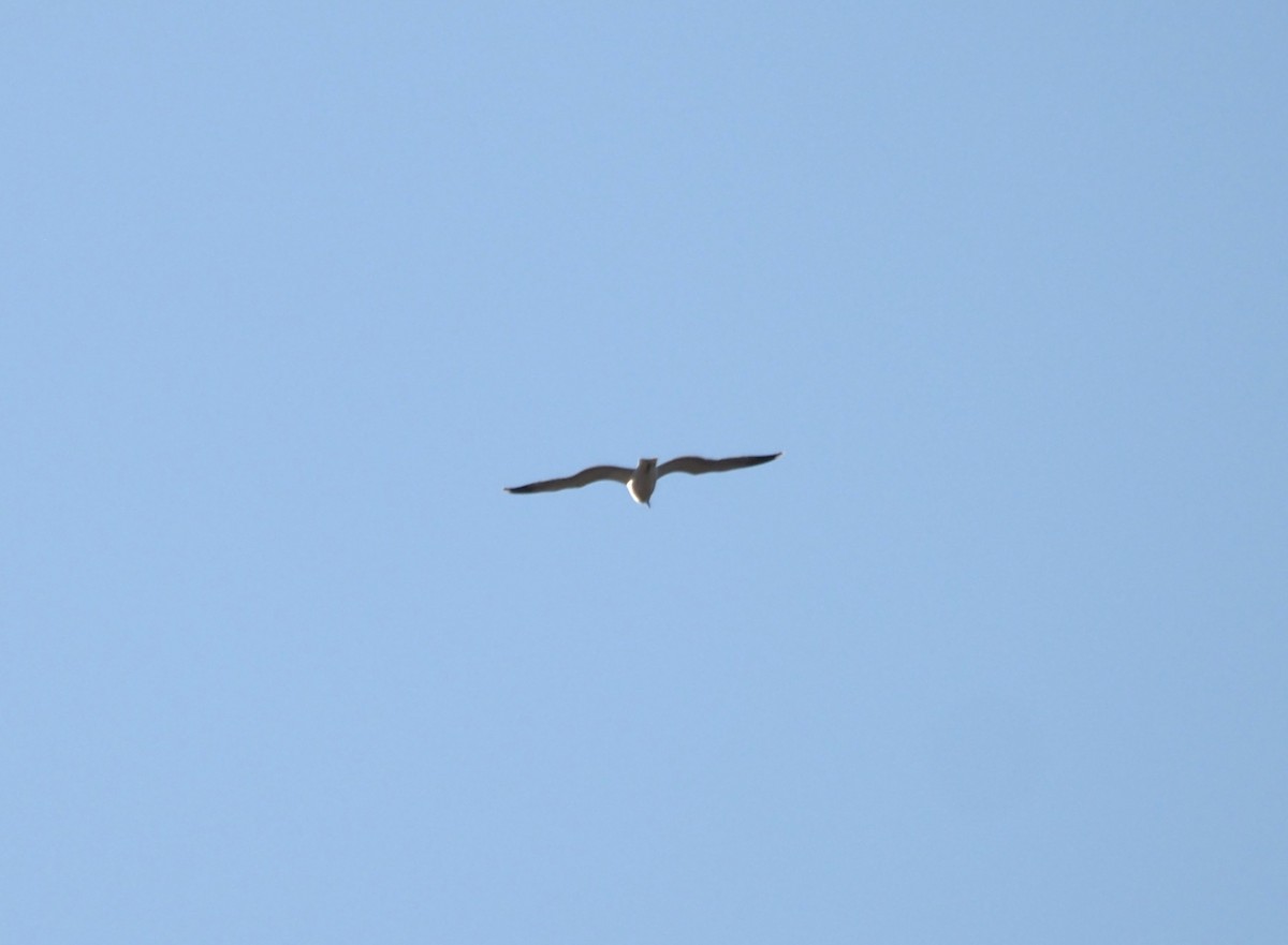 Gaviota/Gavión sp. - ML648888098