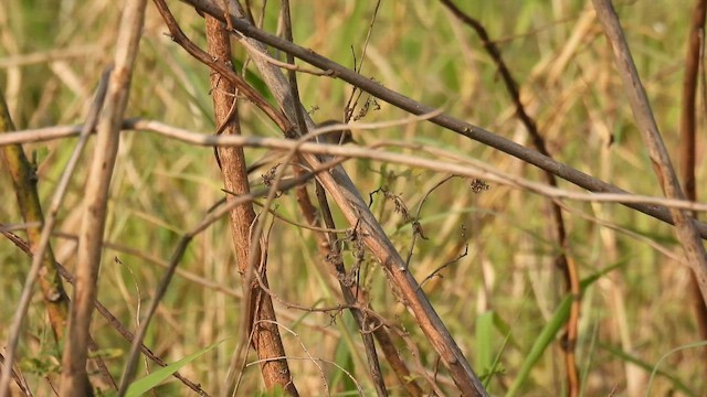 Canapino asiatico - ML648888124