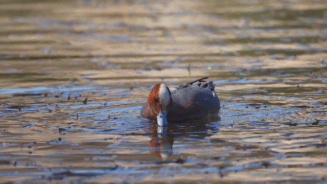 Fischione - ML648888288