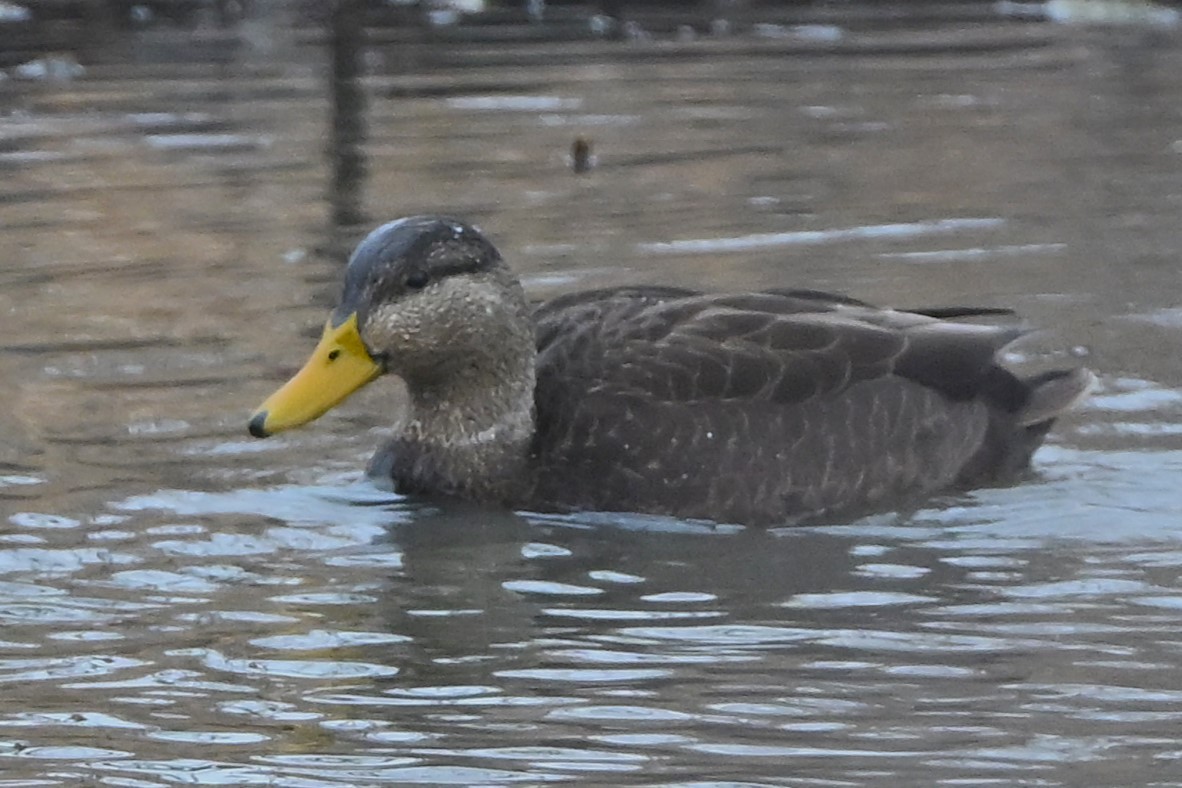 Американская кряква - ML648888308