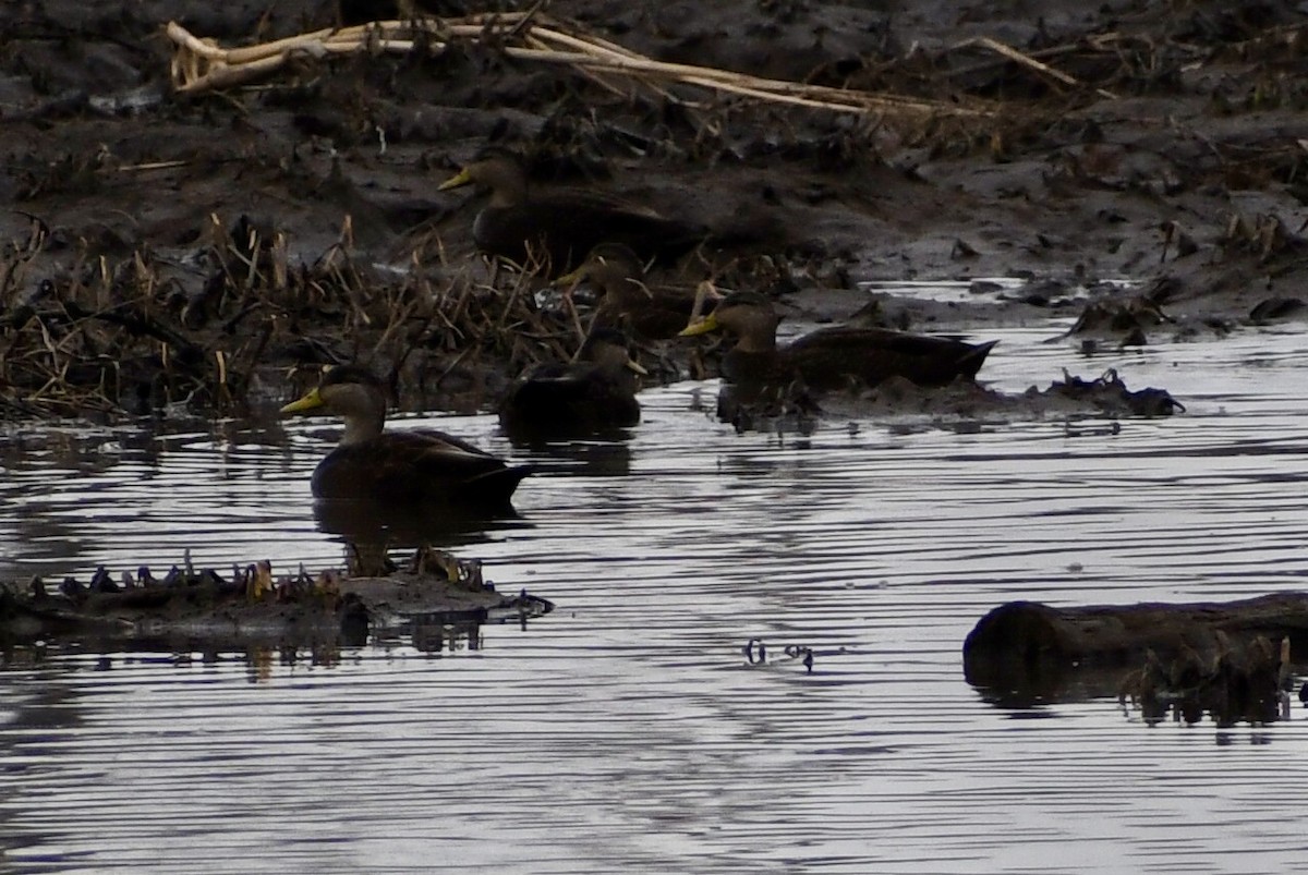 Американская кряква - ML648888328