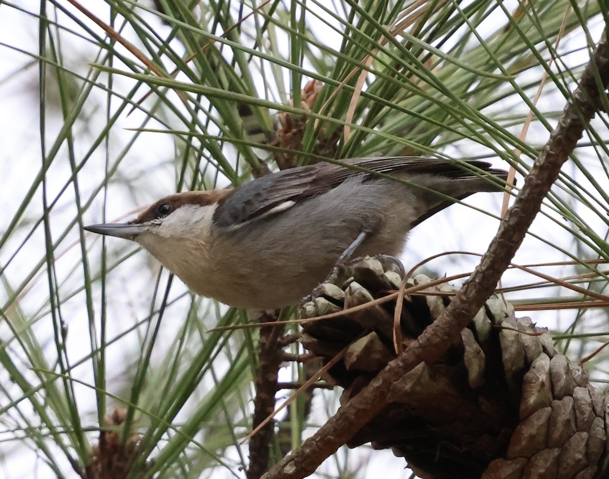 Boz Başlı Sıvacı - ML648888353