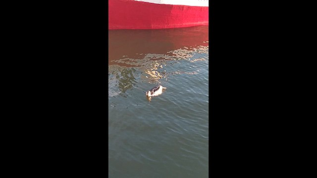 Magellanic Penguin - ML648888361