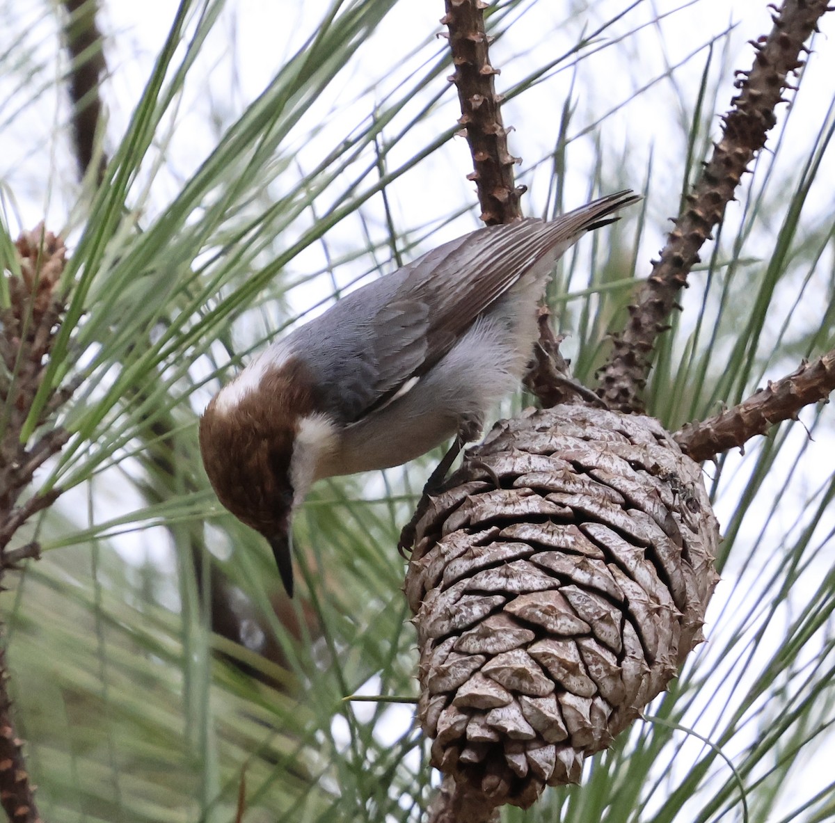 Boz Başlı Sıvacı - ML648888451