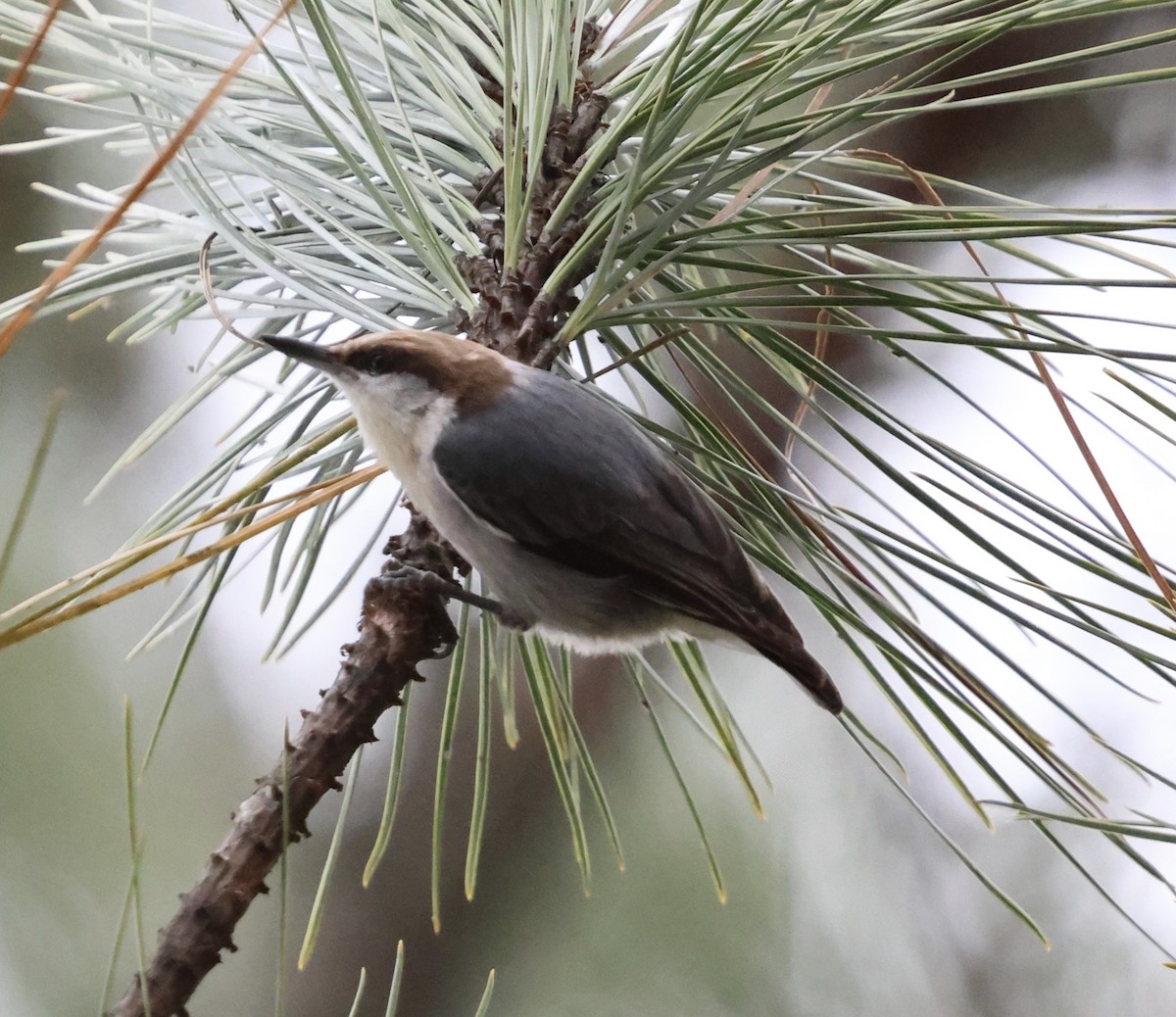 Boz Başlı Sıvacı - ML648888452