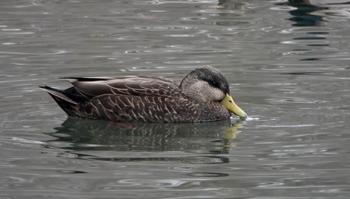 Американская кряква - ML648888578