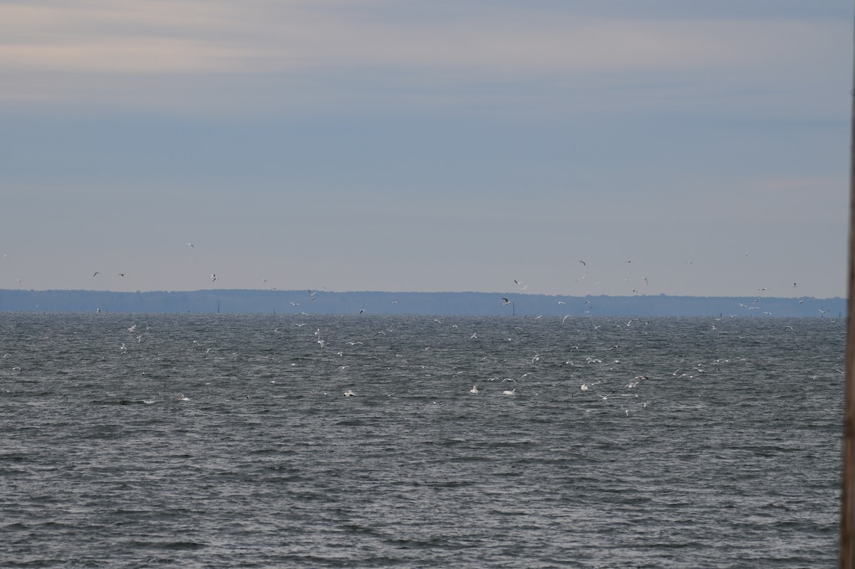 Gaviota/Gavión sp. - ML648888590