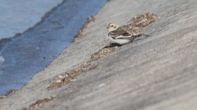 Zigolo delle nevi - ML648888624