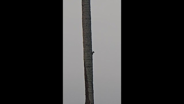 Black-rumped Flameback - ML648888646