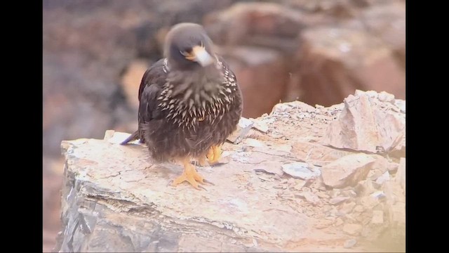 Striated Caracara - ML648888655