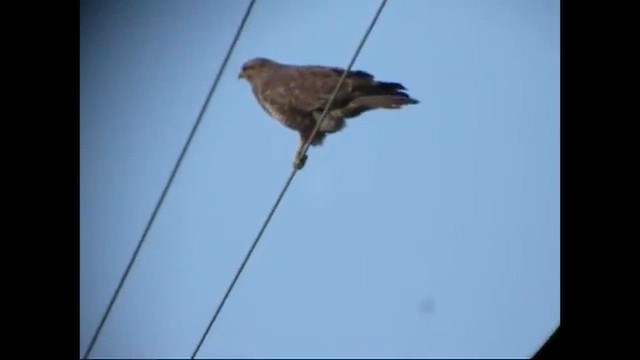 Poiana - ML648888656