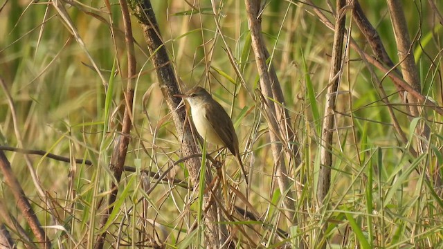 Clamorous Reed Warbler - ML648888748