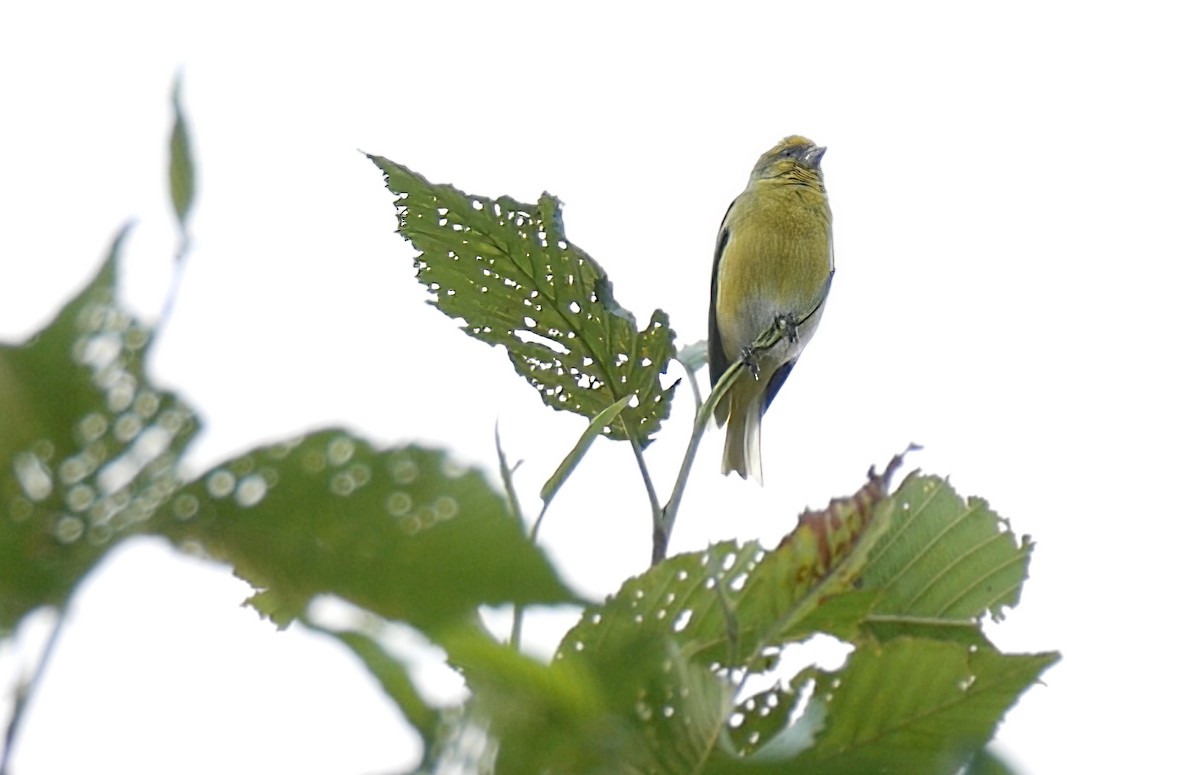 Yellow-crowned Canary - ML648888816