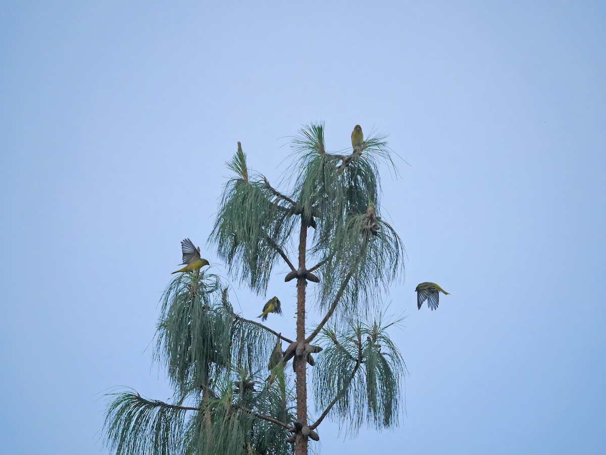 Yellow-crowned Canary - ML648888819