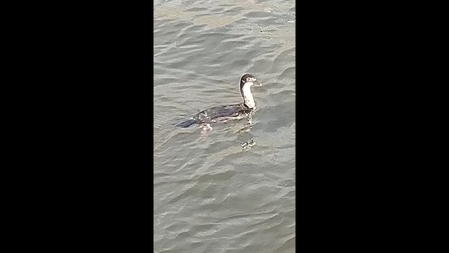 Imperial Cormorant (Imperial) - ML648888913