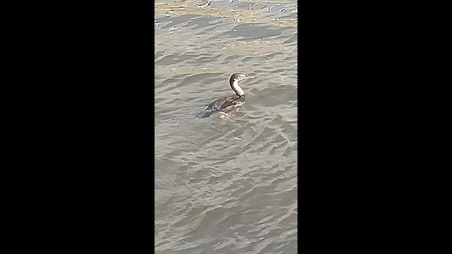 Imperial Cormorant (Imperial) - ML648888914