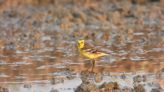 Cutrettola testagialla orientale - ML648888941