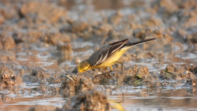 Cutrettola testagialla orientale - ML648888943