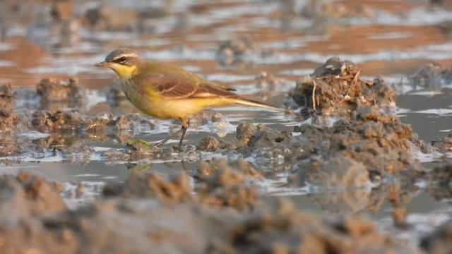 Eastern Yellow Wagtail - ML648888957