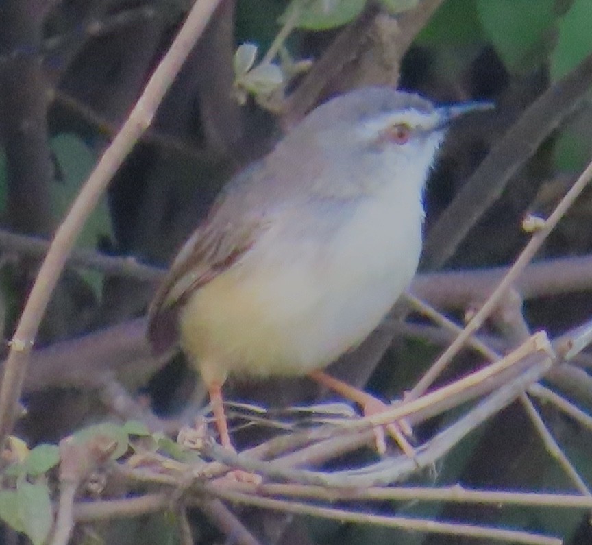 Tawny-flanked Prinia - ML648889002