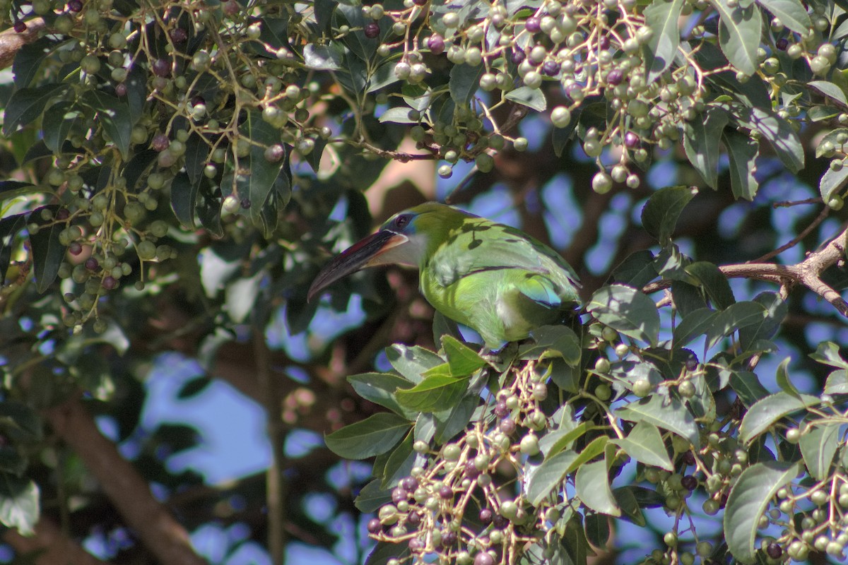 Groove-billed Toucanet - ML648889027