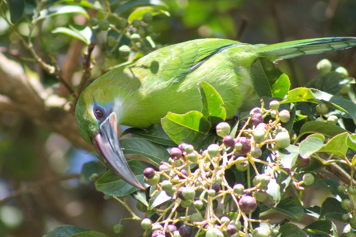 Groove-billed Toucanet - ML648889028