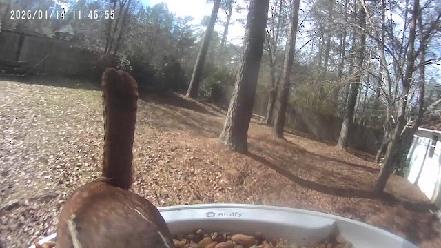 Carolina Wren - ML648889125