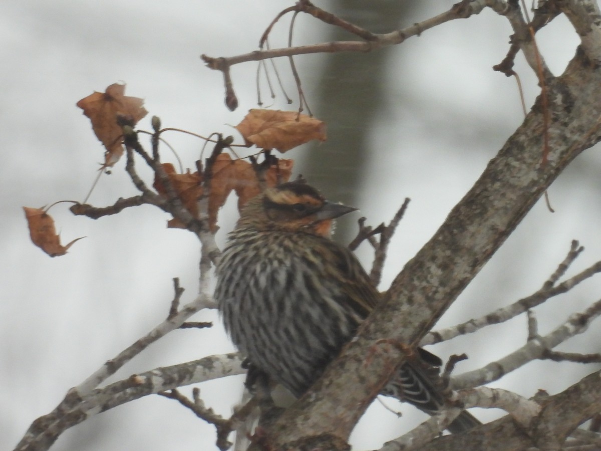 Red-winged Blackbird - ML648889143