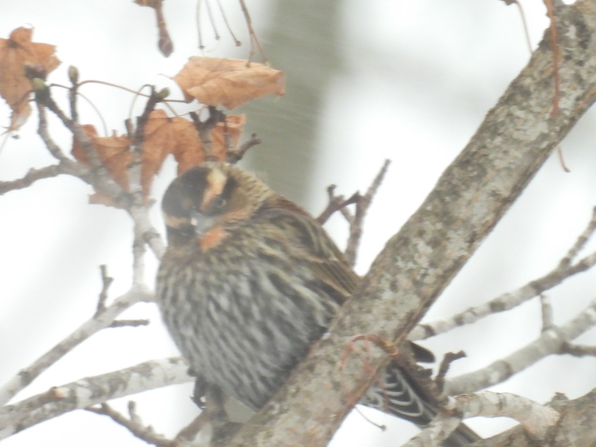Red-winged Blackbird - ML648889145