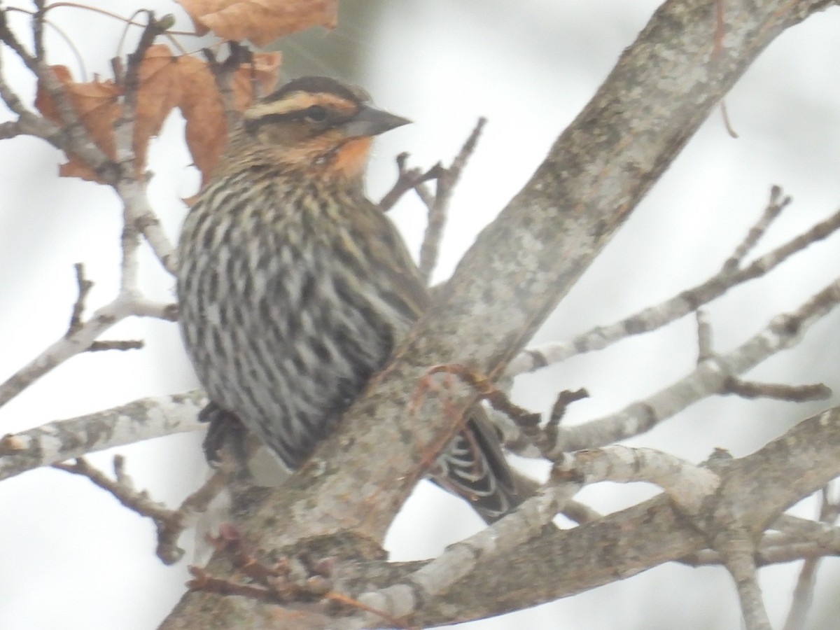Red-winged Blackbird - ML648889148
