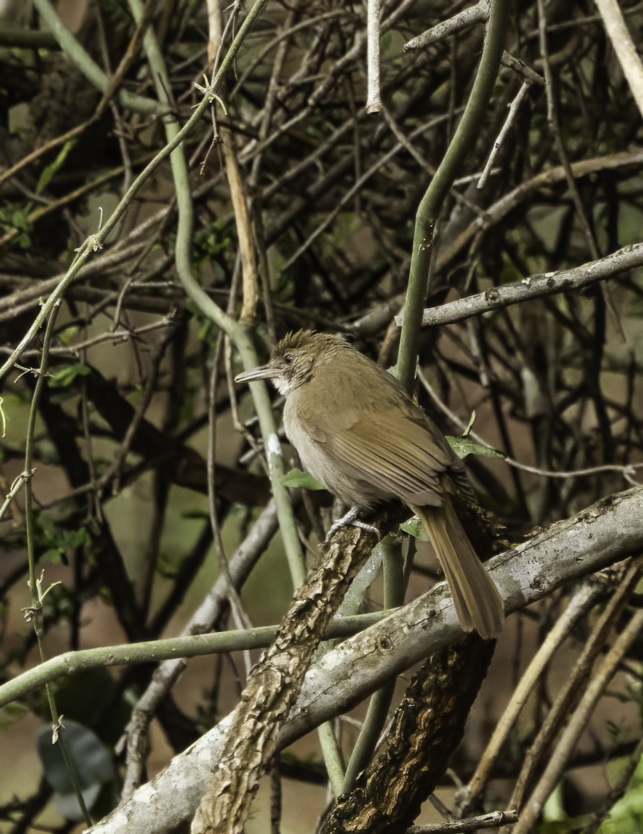 Terrestrial Brownbul - ML648889155