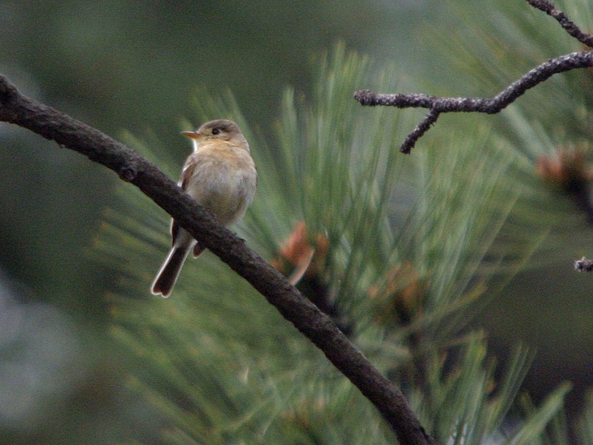 Buff-breasted Flycatcher - ML648889195
