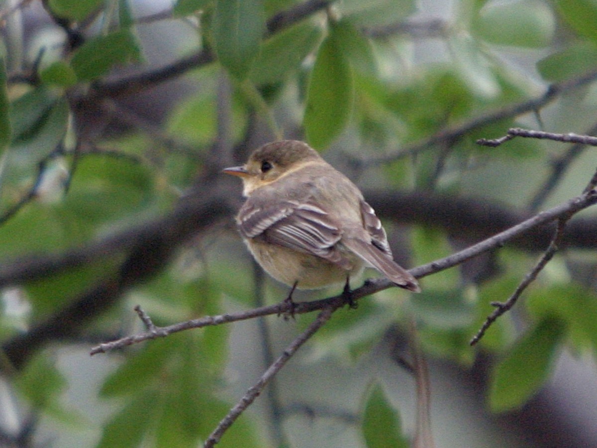 Buff-breasted Flycatcher - ML648889196
