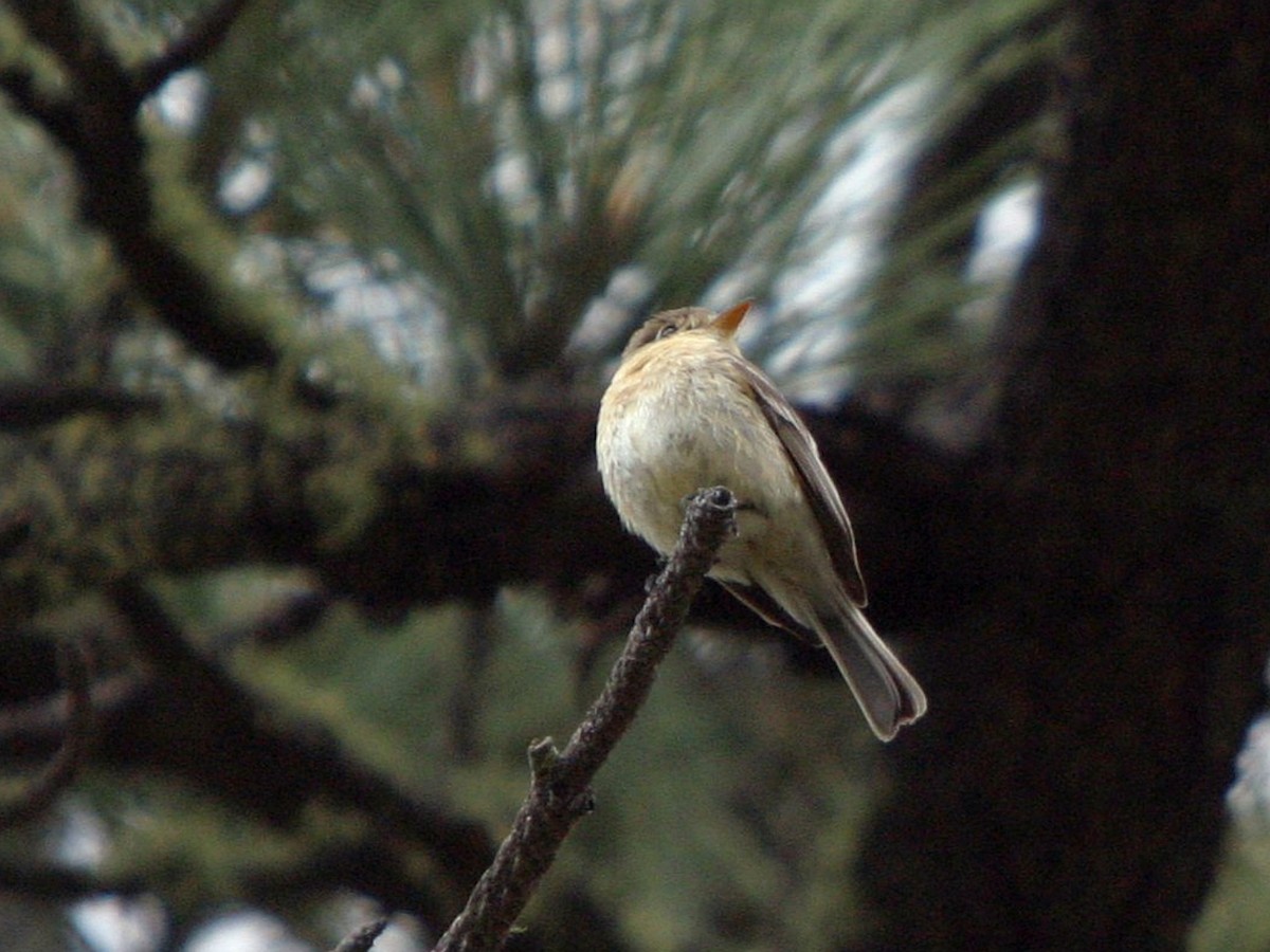 Buff-breasted Flycatcher - ML648889201