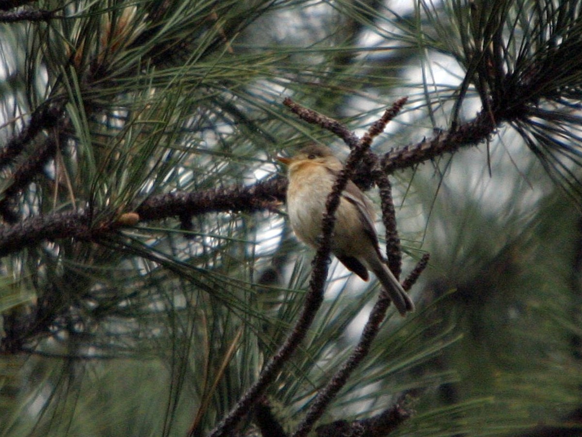 Buff-breasted Flycatcher - ML648889203