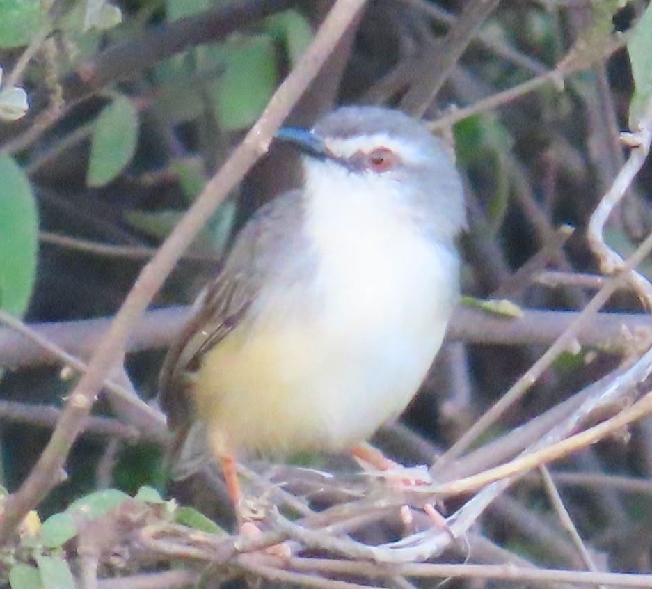 Tawny-flanked Prinia - ML648889281