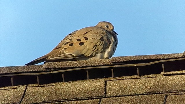 Mourning Dove - ML648889354