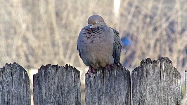 Mourning Dove - ML648889355