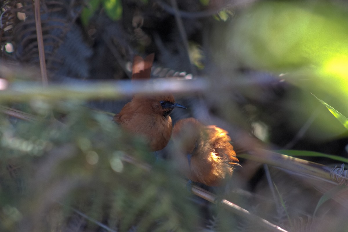 Black-throated Spinetail - ML648889389