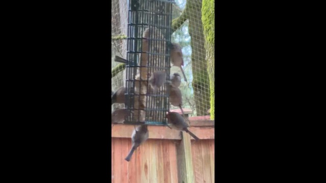 Bushtit - ML648889407