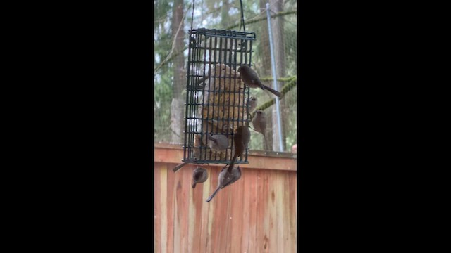 Bushtit - ML648889408