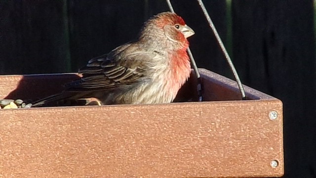House Finch - ML648889476