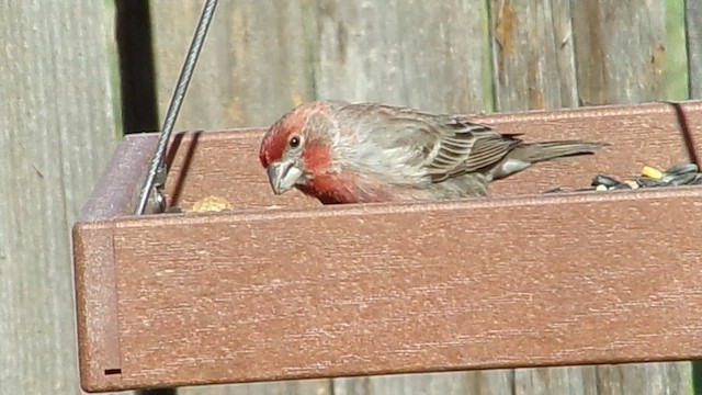 House Finch - ML648889477