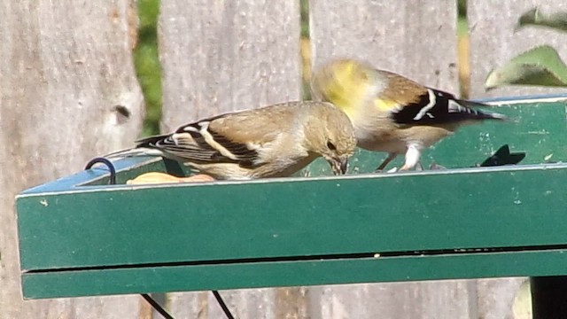 American Goldfinch - ML648889551
