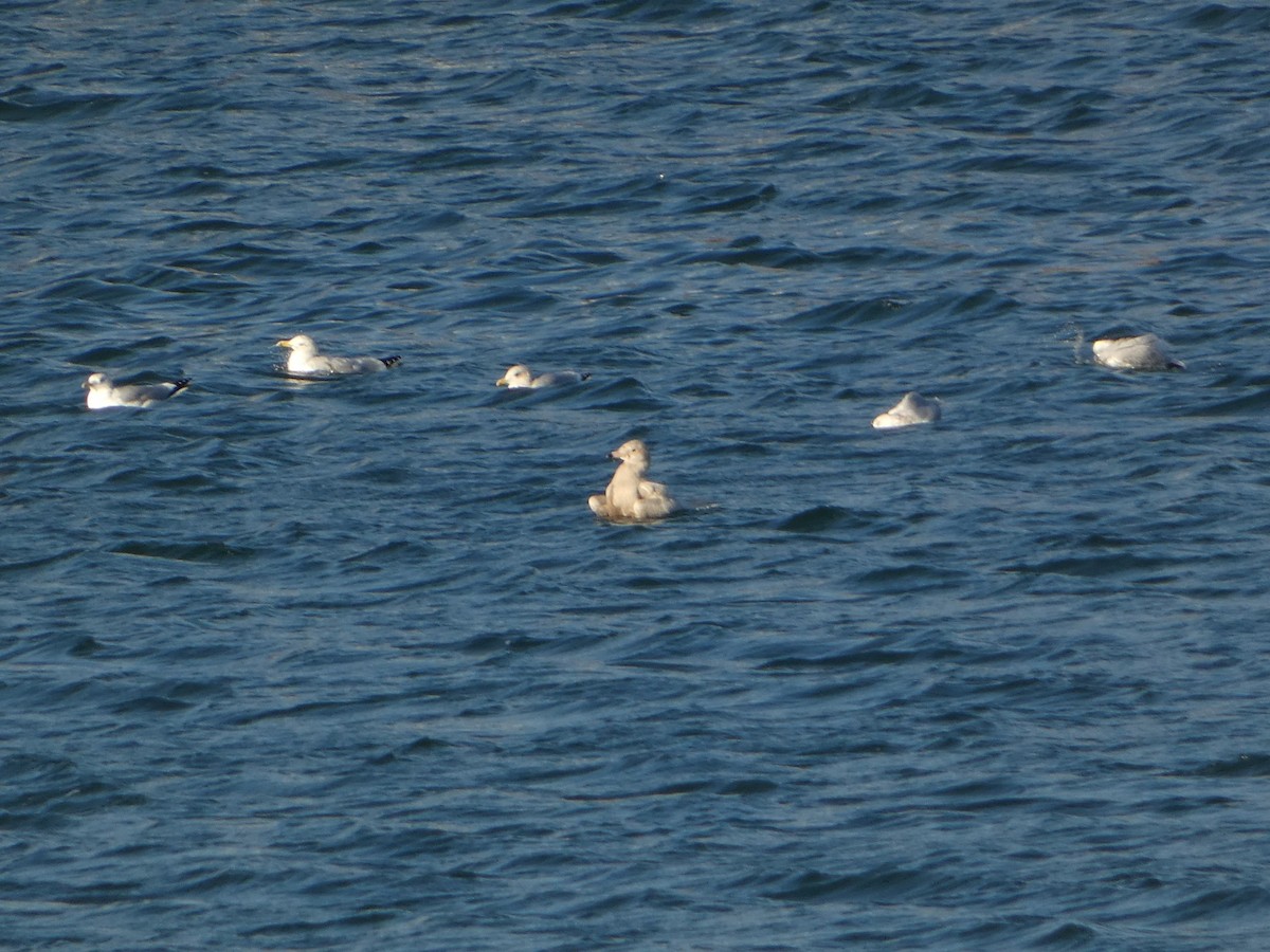 Gabbiano glauco - ML648889581