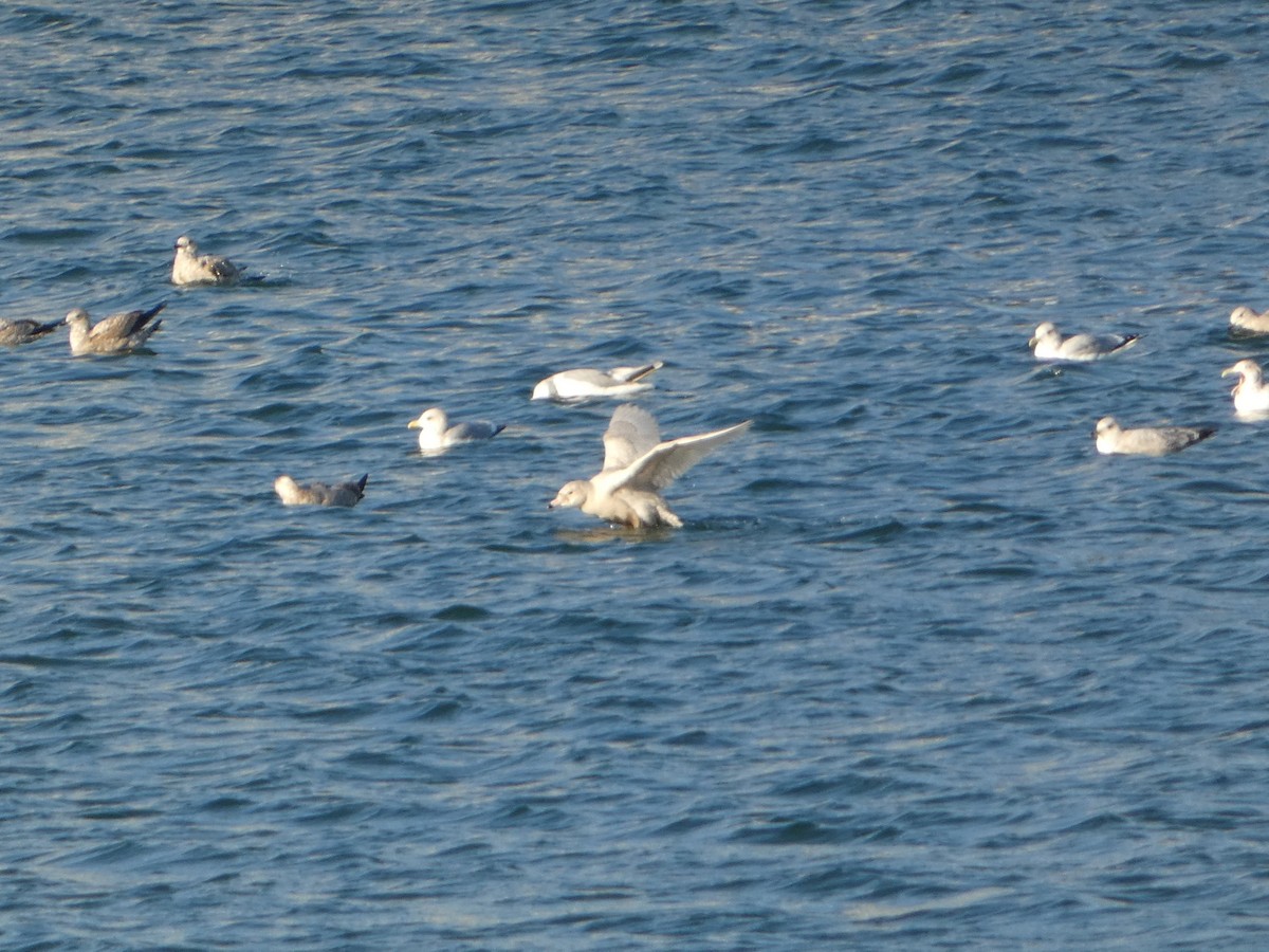 Gabbiano glauco - ML648889582