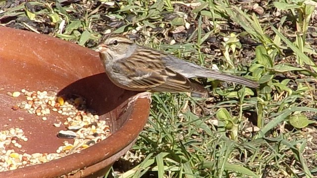 Chipping Sparrow - ML648889594
